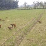 रनिया में बंदरों का आतंक: ग्रामीणों की रातों की नींद उड़ी