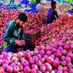 कश्मीर का सेब: 10,000 करोड़ की चोट, 7 करोड़ लोगों की आय की कहानी