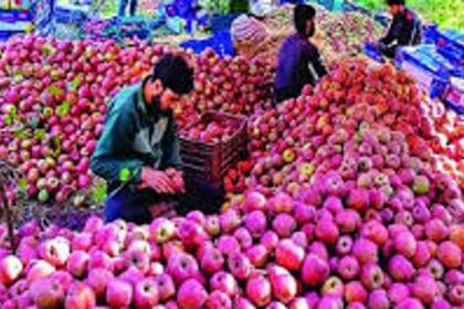 कश्मीर का सेब: 10,000 करोड़ की चोट, 7 करोड़ लोगों की आय की कहानी