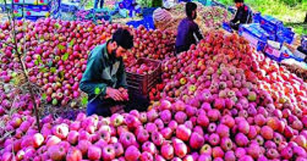 <p><strong>कश्मीर का सेब: 10,000 करोड़ की चोट, 7 करोड़ लोगों की आय की कहानी</strong></p>