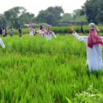 बिहार के किसान: अब अपना रहे हैं 'स्मार्ट' उर्वरक उपयोग!
