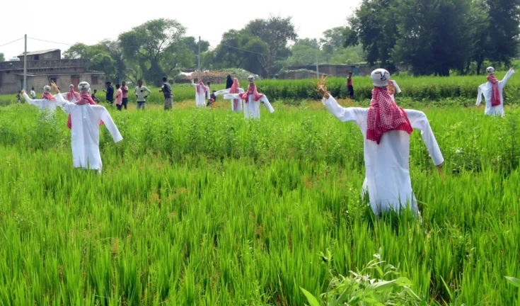 बिहार के किसान: अब अपना रहे हैं 'स्मार्ट' उर्वरक उपयोग!
