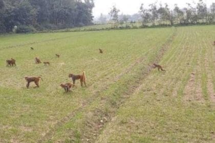 रनिया में बंदरों का आतंक: ग्रामीणों की रातों की नींद उड़ी