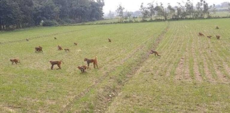 रनिया में बंदरों का आतंक: ग्रामीणों की रातों की नींद उड़ी