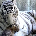 सीतापुर में दहाड़े खामोश: वन विभाग की चपलता से पिंजरे में कैद हुआ बाघ!