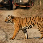 जिम कॉर्बेट: जंगल सफारी के साथ इन 5 रोमांचक एडवेंचर का भी लें आनंद!