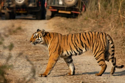 जिम कॉर्बेट: जंगल सफारी के साथ इन 5 रोमांचक एडवेंचर का भी लें आनंद!
