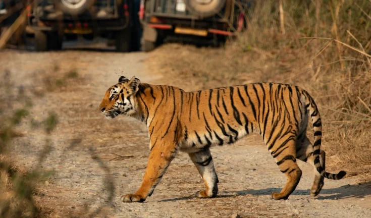 जिम कॉर्बेट: जंगल सफारी के साथ इन 5 रोमांचक एडवेंचर का भी लें आनंद!