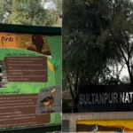 प्रकृति का बुलावा: सुल्तानपुर नेशनल पार्क, गुरुग्राम - वीकेंड बनाएं यादगार!