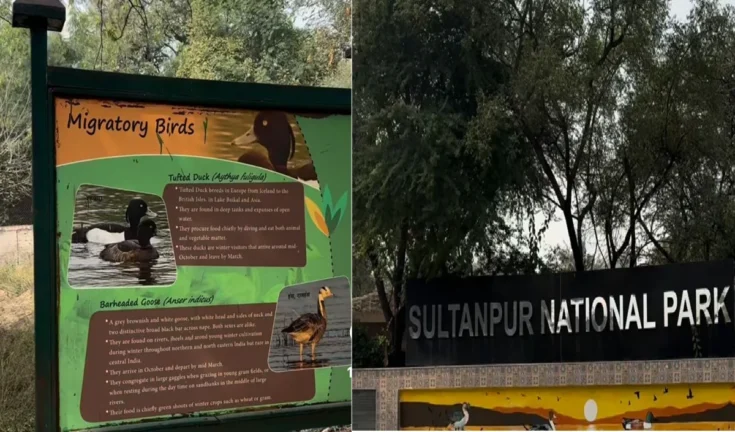 प्रकृति का बुलावा: सुल्तानपुर नेशनल पार्क, गुरुग्राम - वीकेंड बनाएं यादगार!