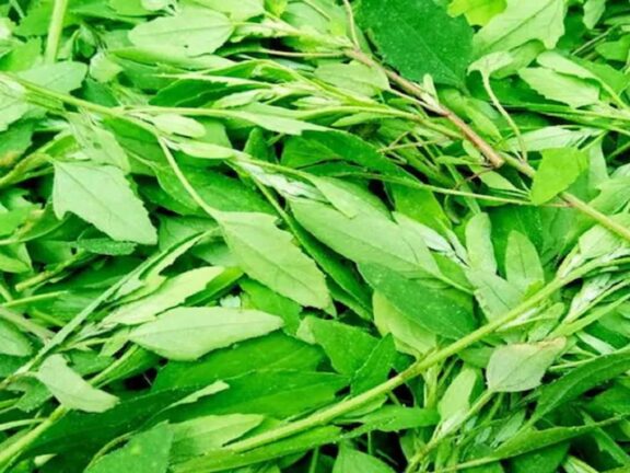 हेल्थ टिप्स: कैंसर जैसी बीमारियों का खतरा कम करती हैं ये दो सब्जियां