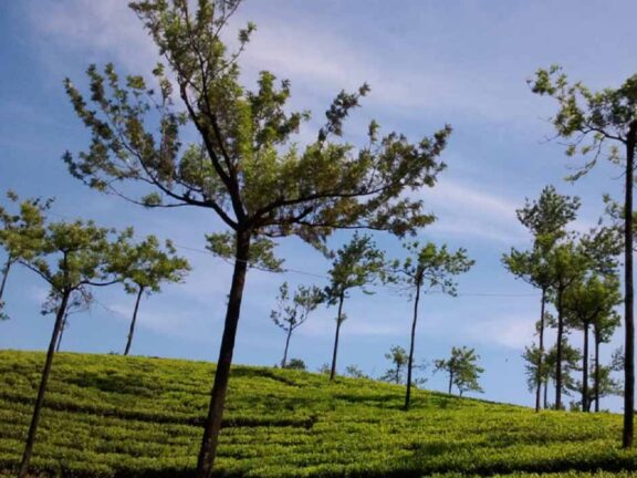 ट्रैवल टिप्स: पार्टनर के साथ रोमांटिक समय बिताने के लिए केरल के इन दो पर्यटन स्थलों पर जाएं, टूर बन जाएगा यादगार