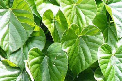 हेल्थ टिप्स: सुबह-सुबह पीना शुरू कर दें ये जूस, सेहत को मिलेंगे कई फायदे