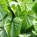 हेल्थ टिप्स: सुबह-सुबह पीना शुरू कर दें ये जूस, सेहत को मिलेंगे कई फायदे