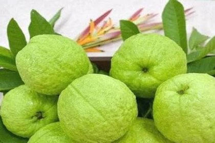 हेल्थ टिप्स: सेहत के लिए बेहद फायदेमंद है अमरूद, रोजाना खाने से मिलते हैं ये फायदे