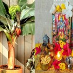 गुरुवार पूजा: आप भी गुरुवार के दिन इस विधि से करें केले के पेड़ की पूजा, बढ़ जाएंगे विवाह के योग
