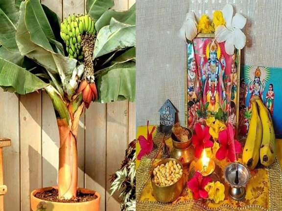 गुरुवार पूजा: आप भी गुरुवार के दिन इस विधि से करें केले के पेड़ की पूजा, बढ़ जाएंगे विवाह के योग