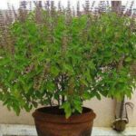 वास्तु टिप्स: भूलकर भी इस जगह न लगाएं तुलसी का पौधा, नहीं तो करना पड़ सकता है परेशानियों का सामना