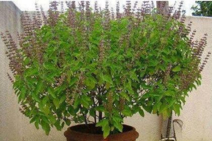 वास्तु टिप्स: भूलकर भी इस जगह न लगाएं तुलसी का पौधा, नहीं तो करना पड़ सकता है परेशानियों का सामना