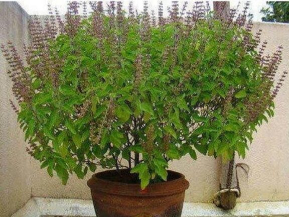 वास्तु टिप्स: भूलकर भी इस जगह न लगाएं तुलसी का पौधा, नहीं तो करना पड़ सकता है परेशानियों का सामना