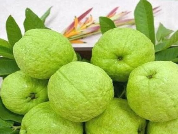 हेल्थ टिप्स: सेहत के लिए बेहद फायदेमंद है अमरूद, रोजाना खाने से मिलते हैं ये फायदे