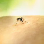 डेंगू में प्लेटलेट्स का गिरना कब है खतरे की घंटी? ये लक्षण दिखते ही तुरंत हो जाएं सावधान!