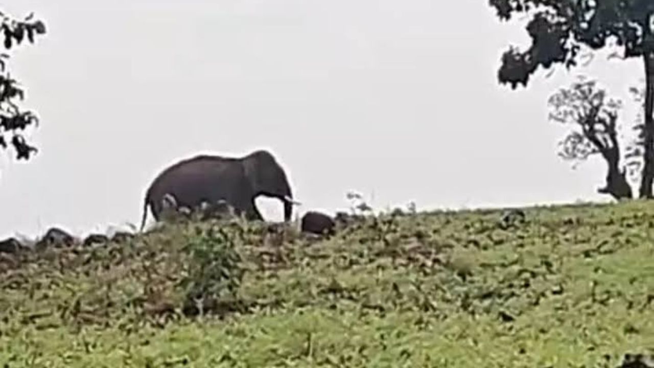 छिंदवाड़ा में जंगली हाथी का आतंक, दो ग्रामीण घायल और खेतों में डेढ़ एकड़ फसल हुई तबाह